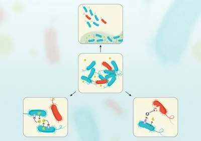 Infographic showing strategies used by cooperators to curb the cheater population in a bacterial community